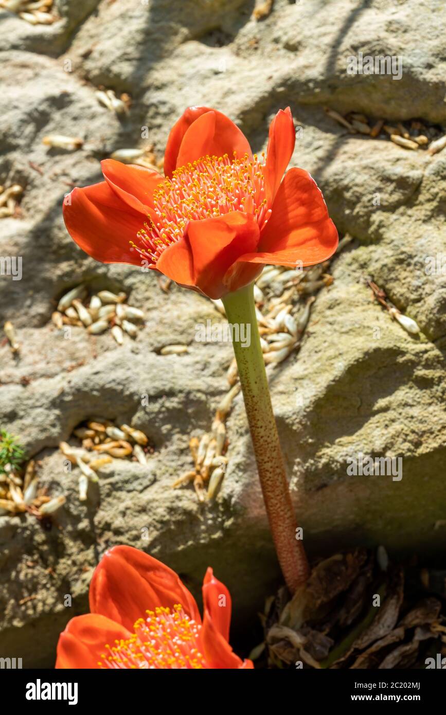 Haemanthus coccineus a red bulbous spring summer perennial summer flower plant commonly known as blood flower, blood lily or paintbrush lily stock Stock Photo