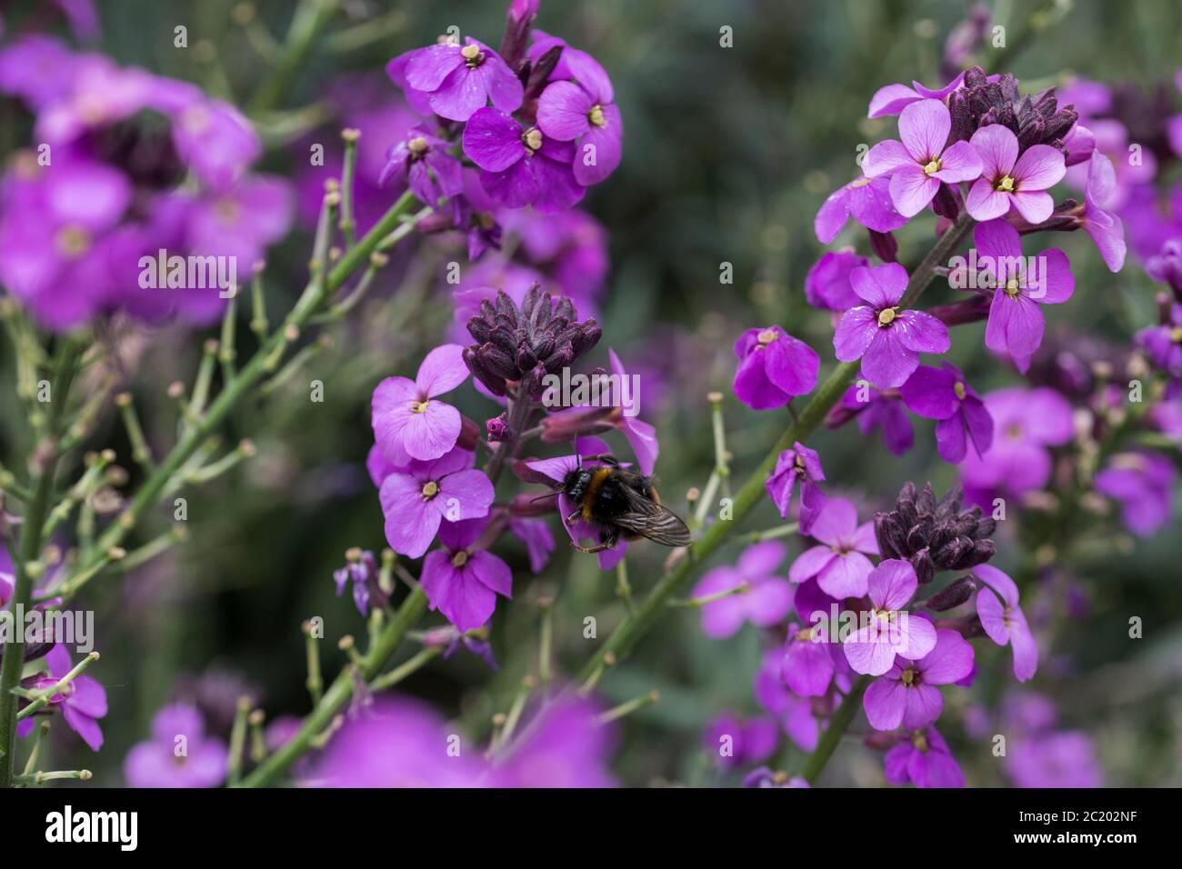 Erysimum Bowles's Mauve, perennial wallflower in full purple flower with bumblebee Stock Photo