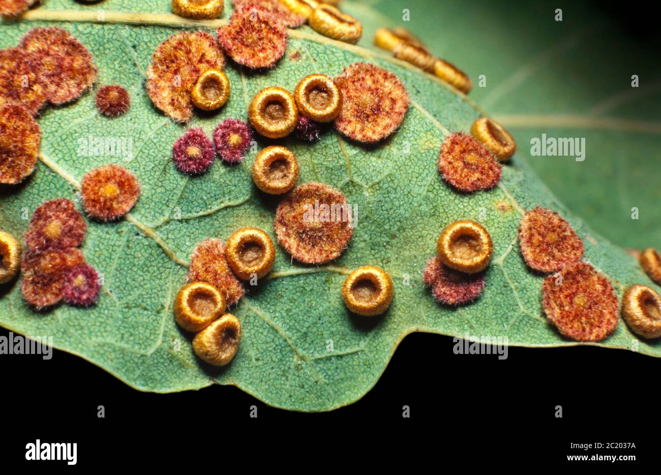 Leaf galls on Oak leaves, Neuroterus numismalis (gall wasp) induced Silk button spangle and blister galls Stock Photo