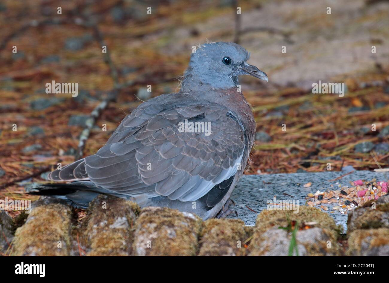Wood Pigeon Fledgling or Squab (columba palambus) Stock Photo