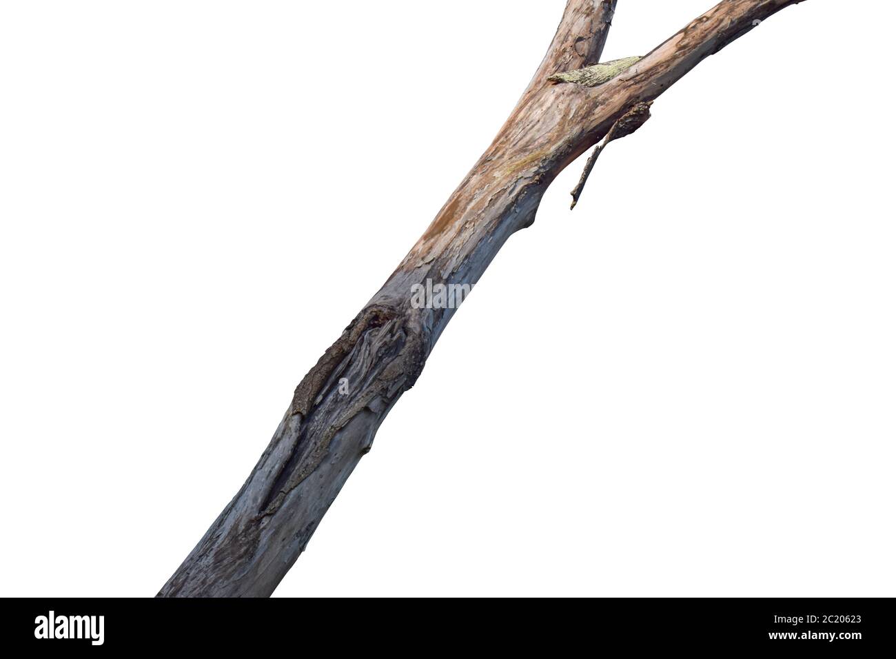 Dry tree branch isolated on white background. Object with clipping path. Stock Photo