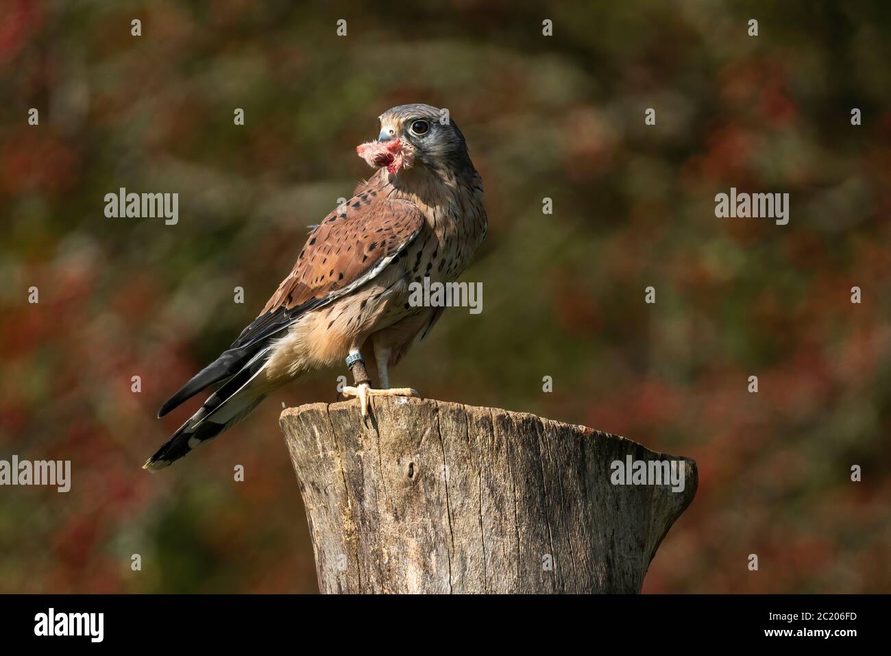 Kestrel having been in flight now perched eating it's catch stock photo Stock Photo