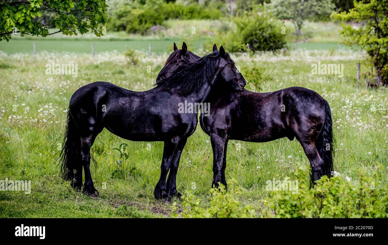 Two Friesian Horses in a pasture in Uppland, Sweden. The Friesian (also Frizian) is a horse breed originating in Friesland, in the Netherlands. Stock Photo
