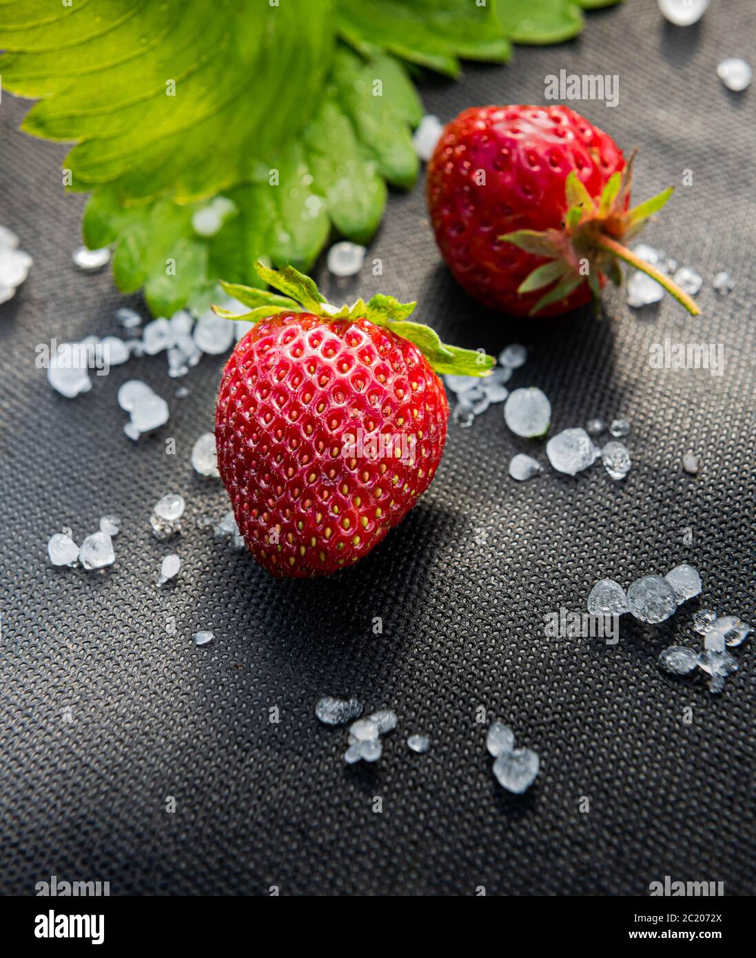 Red strawberries with few white hailstones and strawberry leaf on black material used for cultivating this berry in garden. Vertical background with c Stock Photo