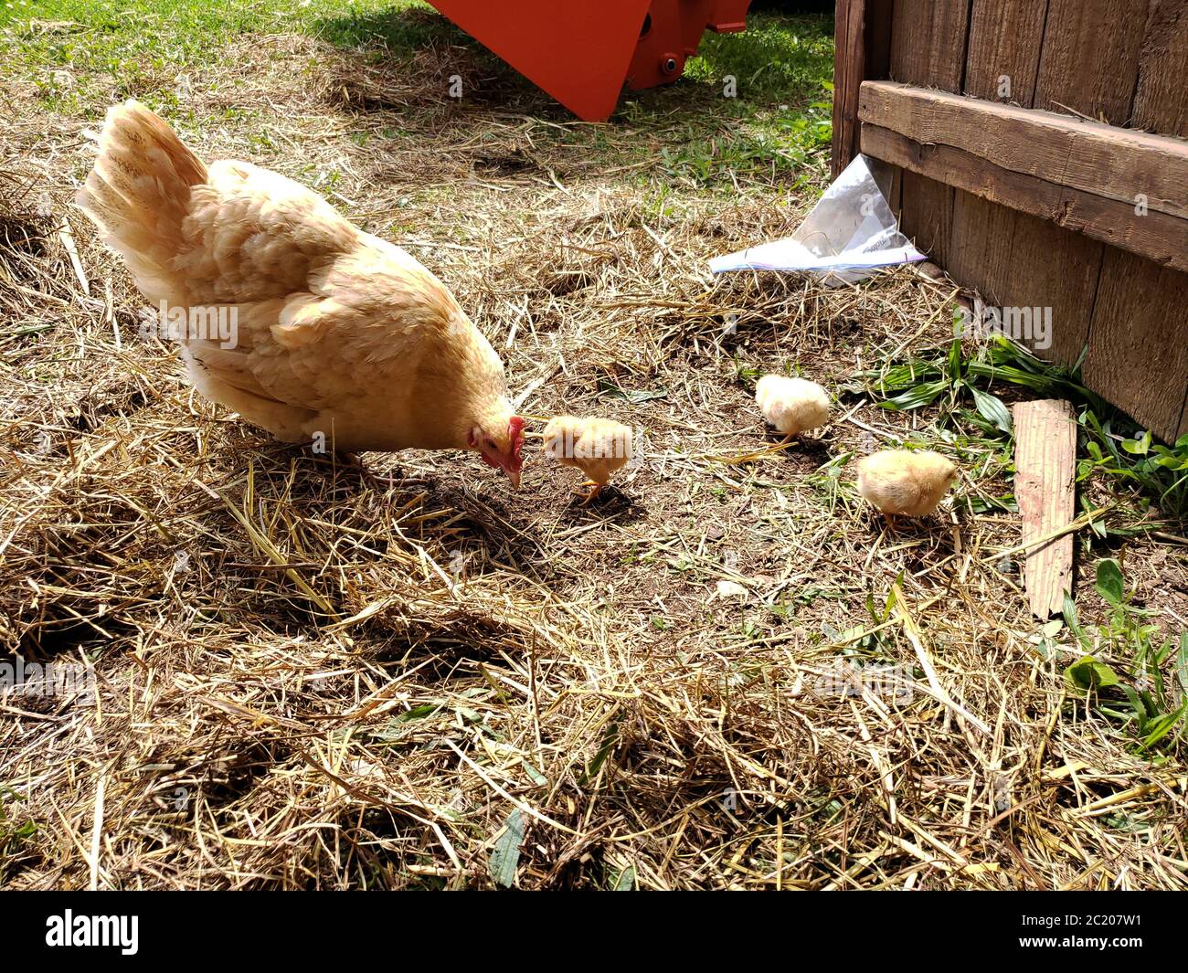 Buff Orpington hen with chicks Stock Photo