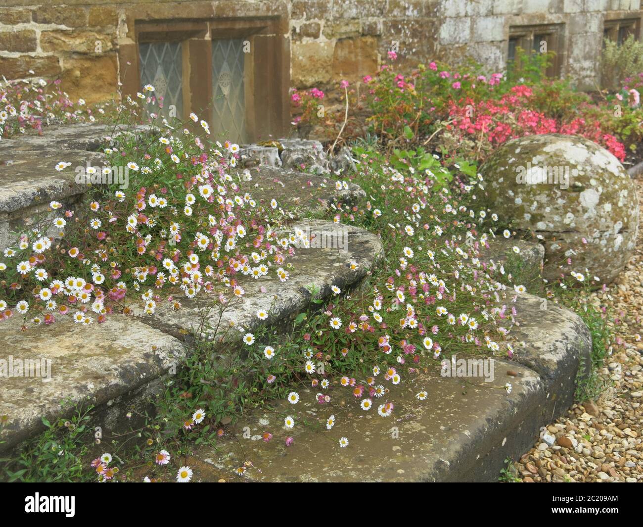 Mexican Fleabane, or Erigeron Karvinskianus, cascades down the stone steps at Canons Ashby and has pretty daisy-like flowers. Stock Photo