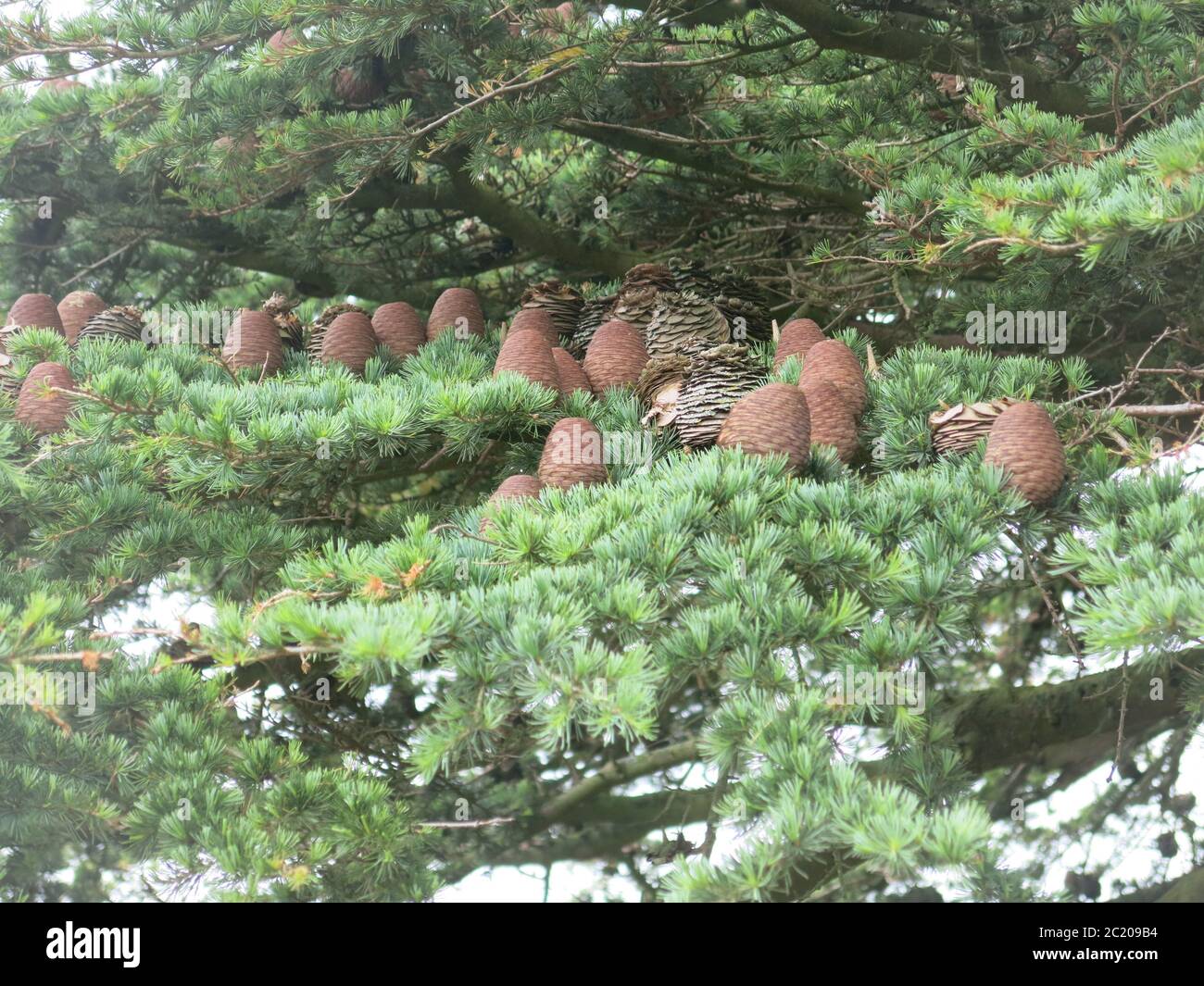 Multiple pine cones nestle in the branches of an ancient Cedar of Lebanon tree. Stock Photo