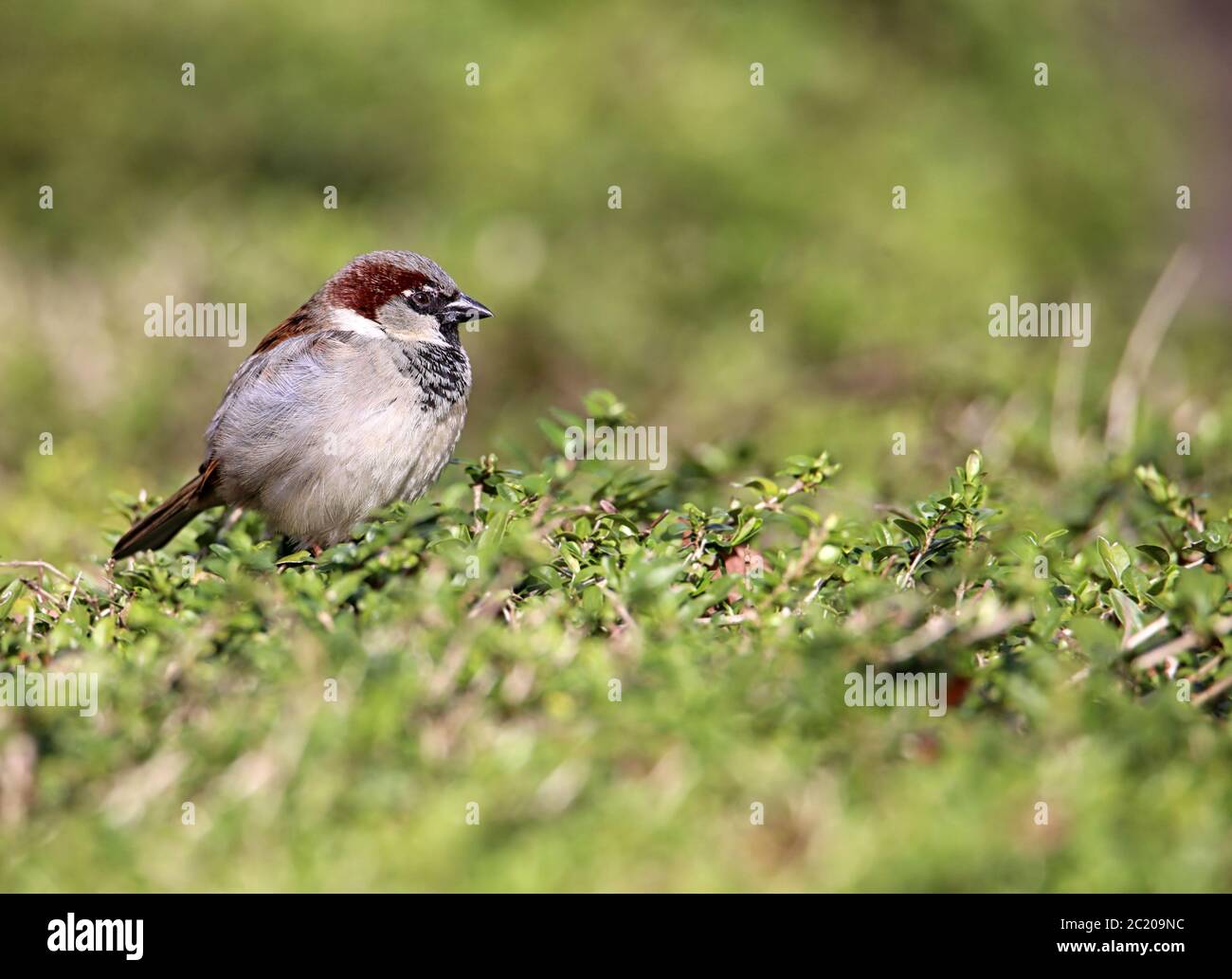 Male house sperling Passer domesticus in the countryside Stock Photo