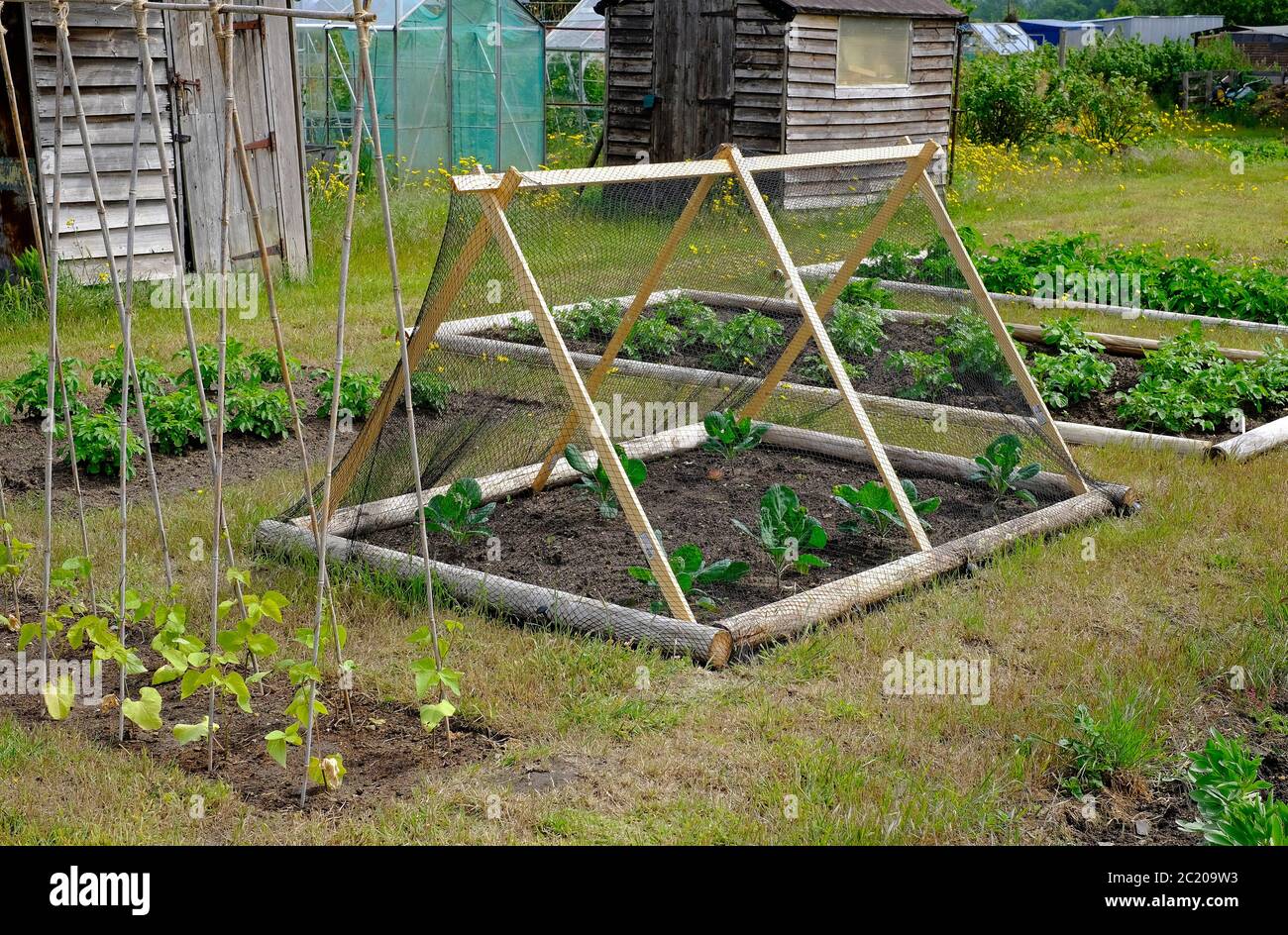 protective mesh and frame in an allotment garden, norfolk, england Stock Photo