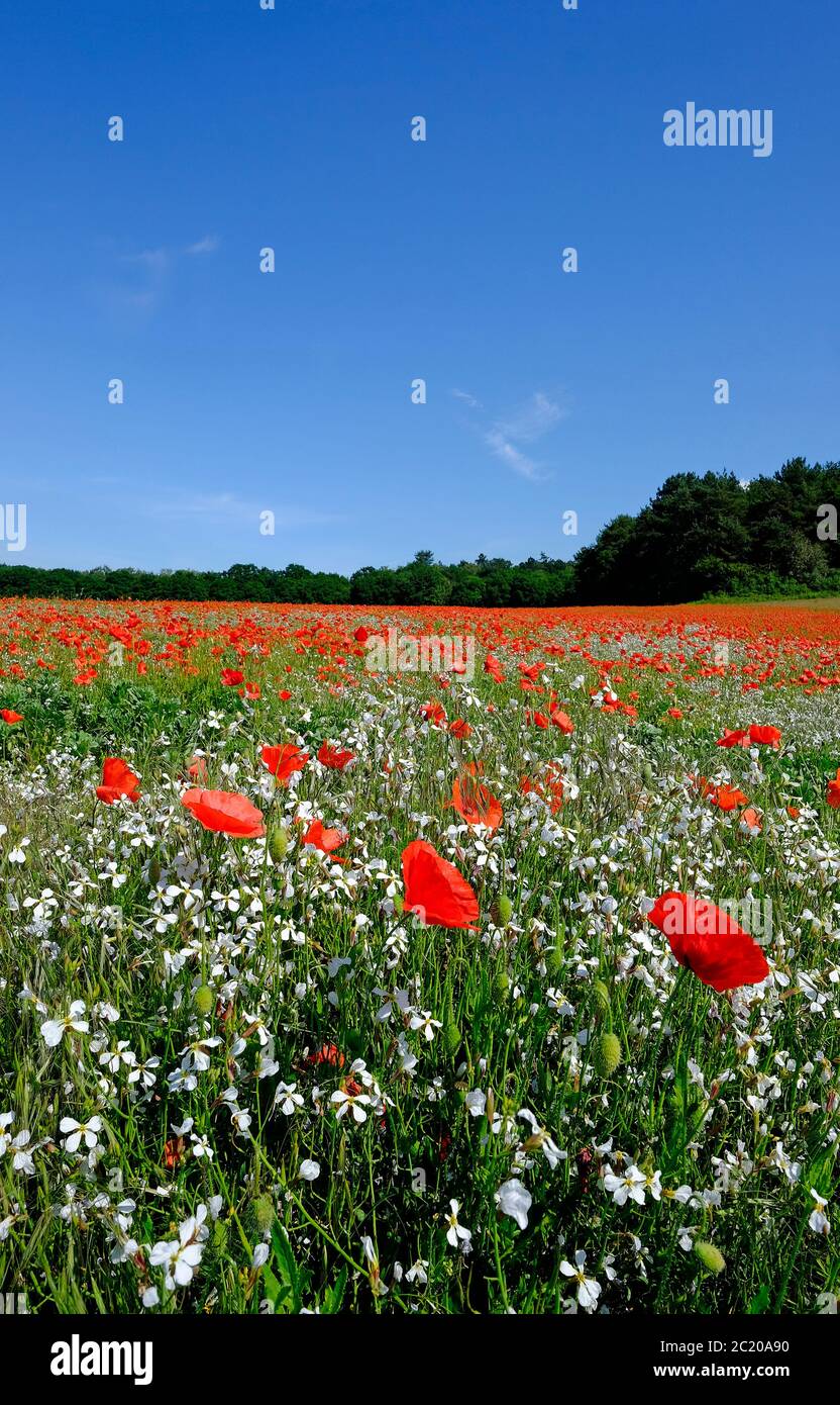 Poppies in field hi-res stock photography and images - Alamy