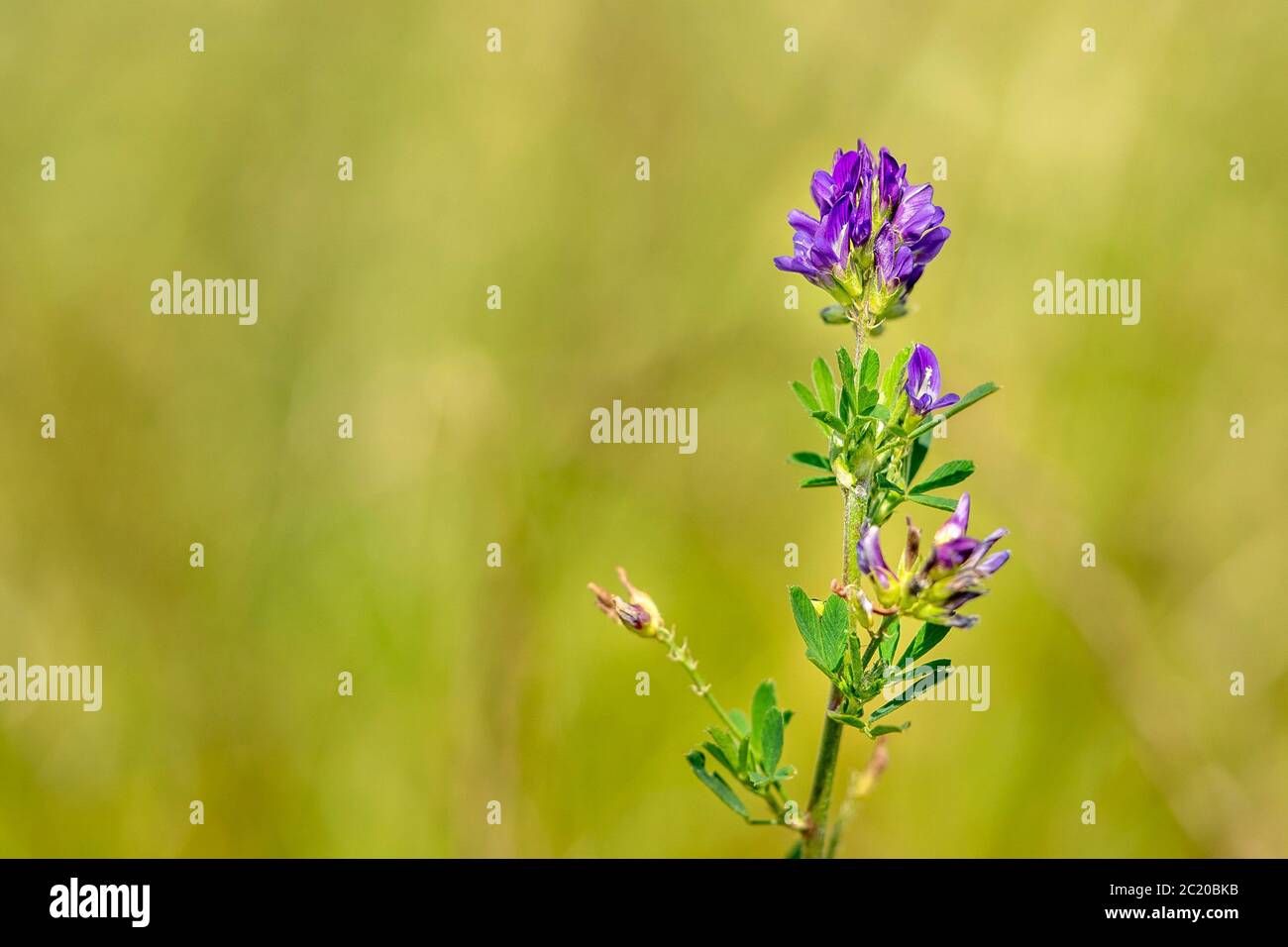 Polygala violet flower isolated on green Stock Photo