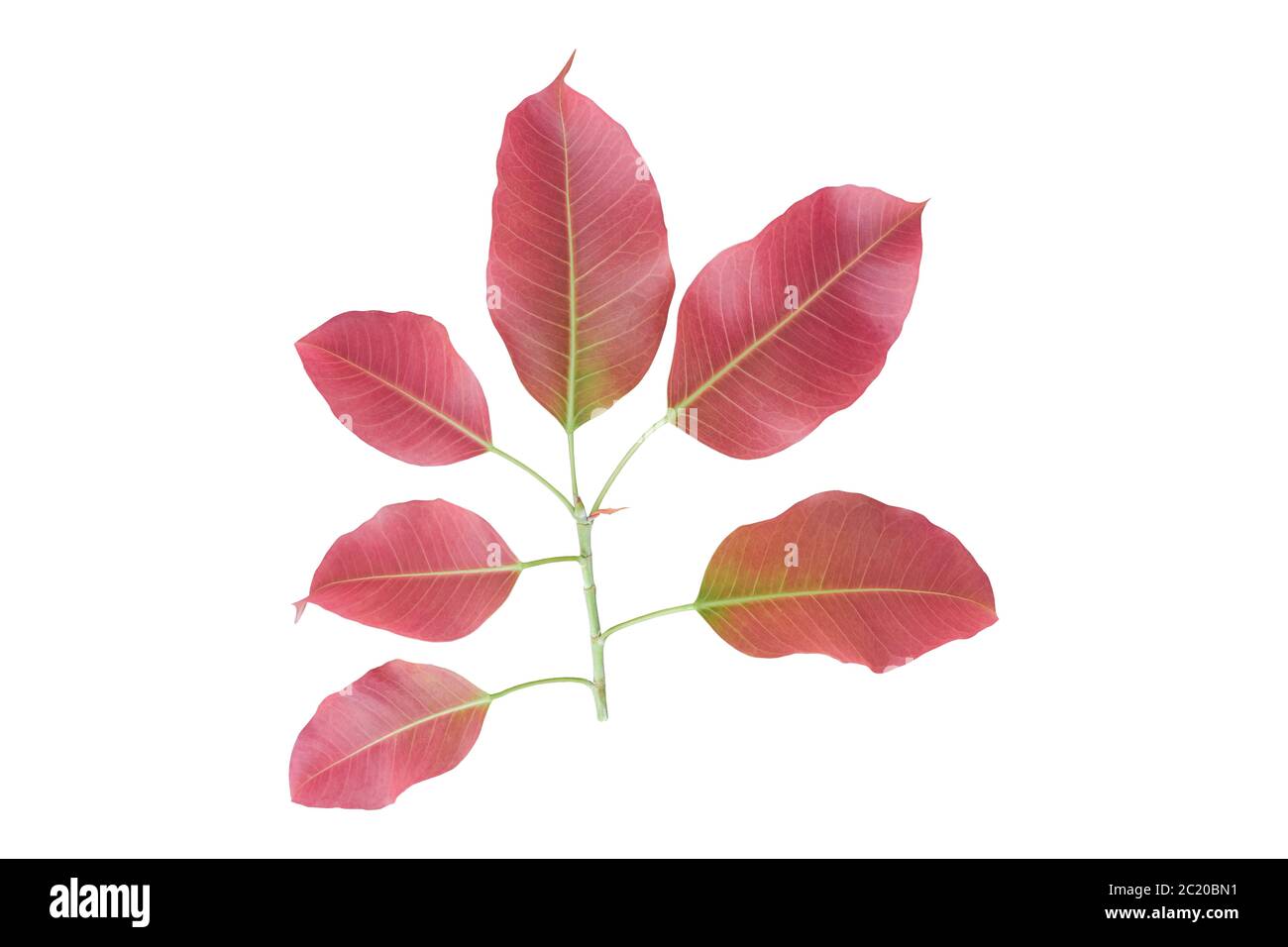 Twig sacred fig leaf ( bodhi leaf ) isolated on white background. with clipping path Stock Photo