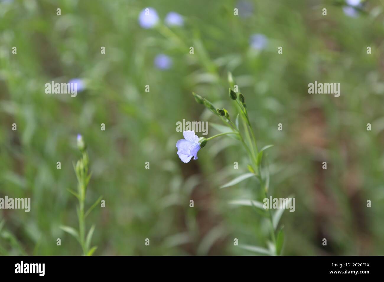 Agricultural crop blue flower flowers crops hires stock photography