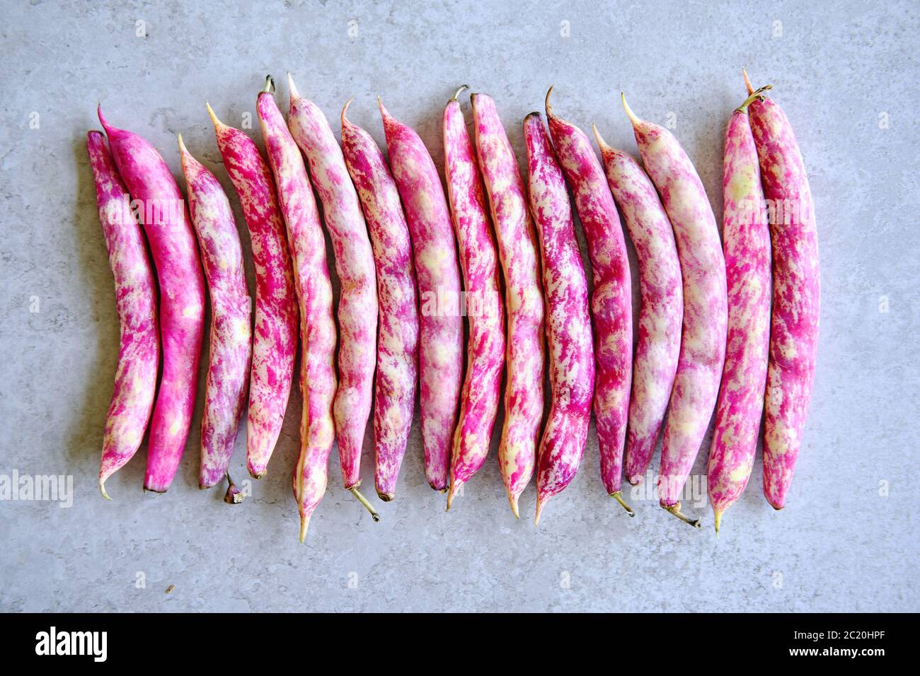 Harvested pinto beans AKA cranberry beans or kidney beans Stock Photo