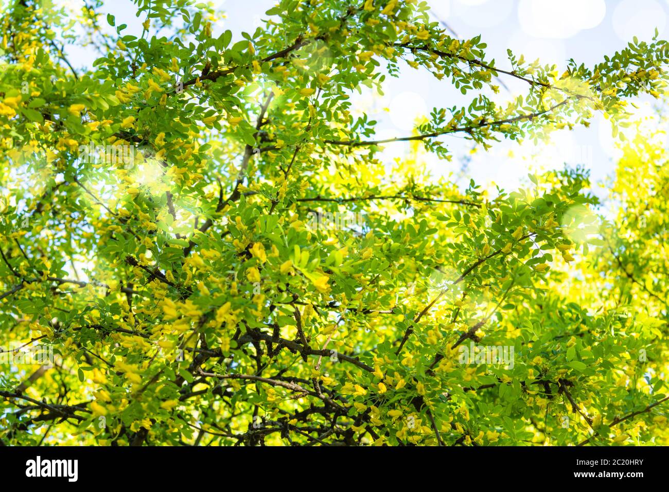 Flowers of yellow acacia shrub on shallow depth background. Close-up blooming Caragan arborescenes tree Stock Photo