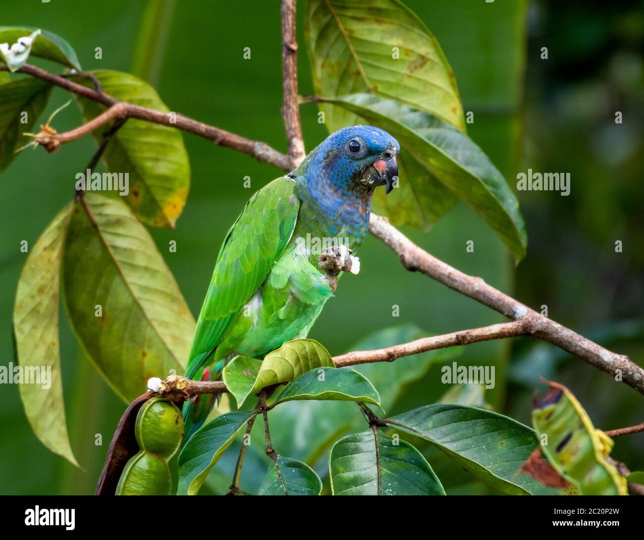 A Blueheaded Parrot eating fruit in a tree while keeping an eye on the