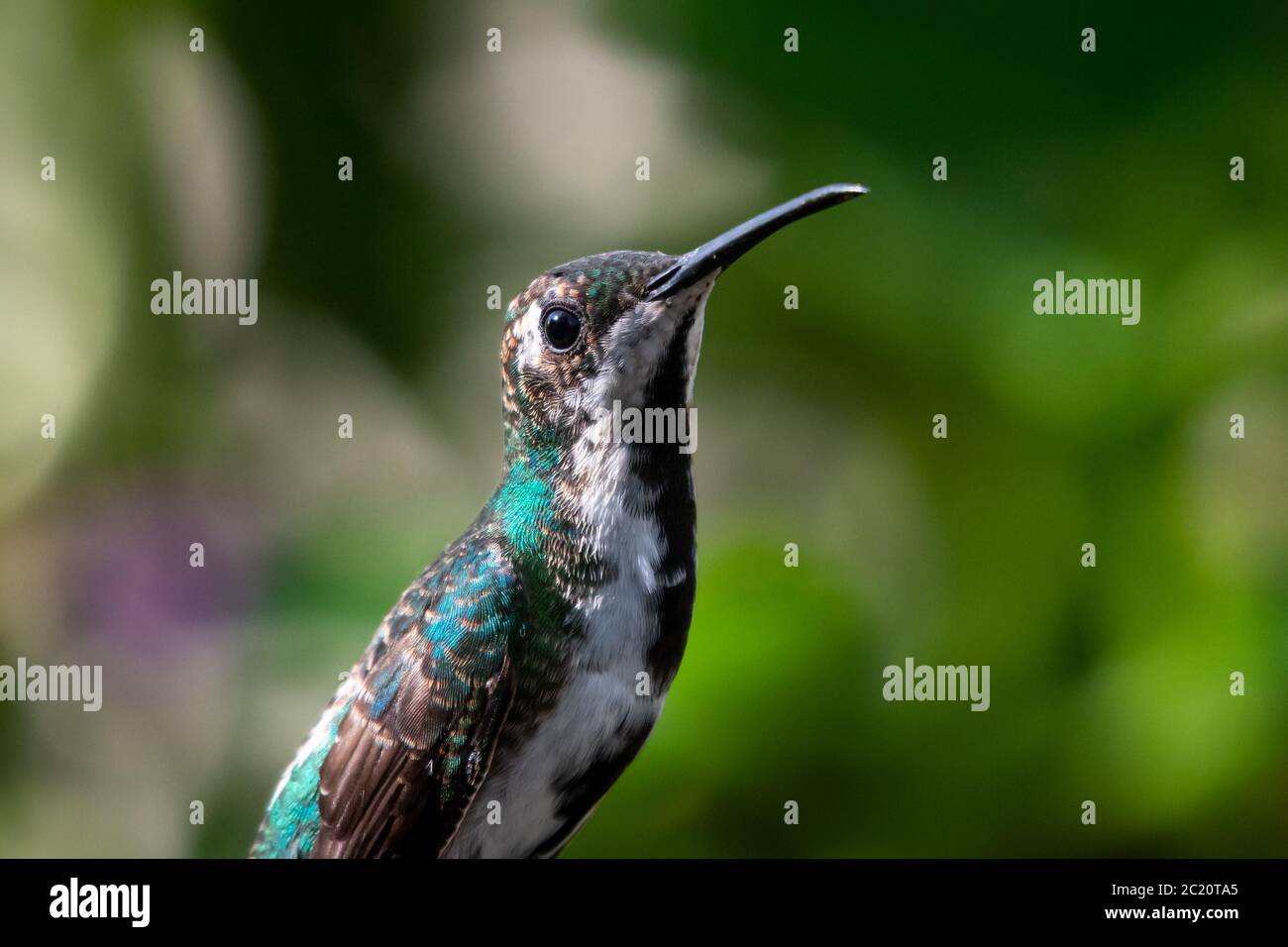A close up head shot of a juvenile Black-throated Mango hummingbird with a bokeh background. Stock Photo