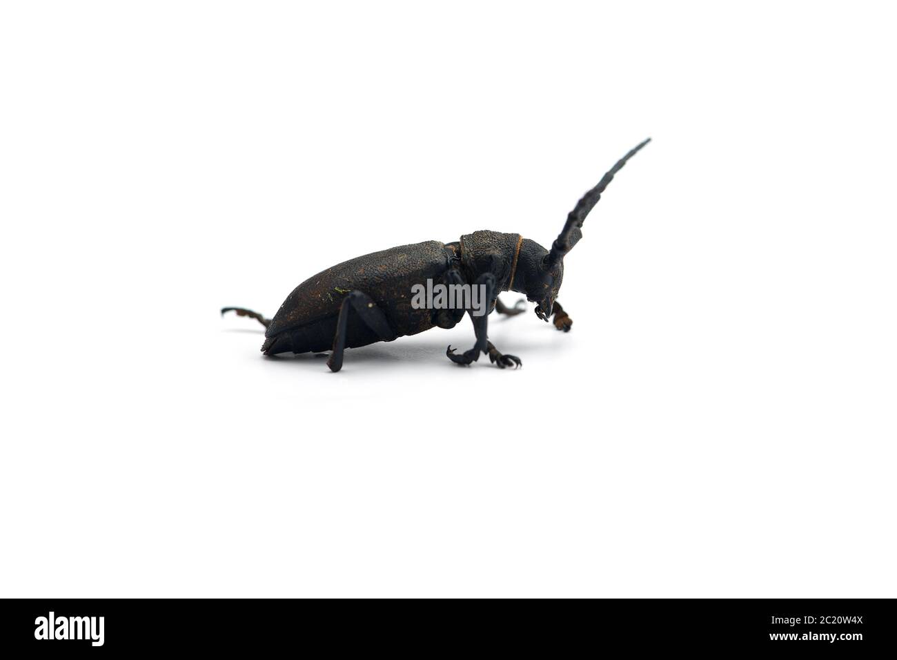 The weaver black beetle isolated on white background Stock Photo