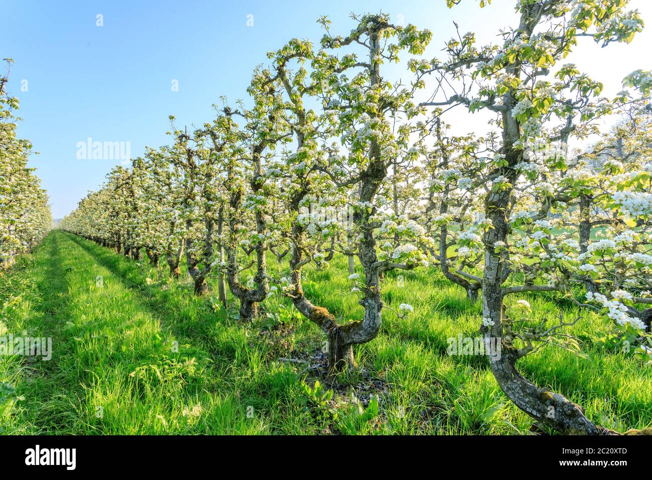 France, Loiret, Saint Pryve Saint Mesmin, old pear orchard driven in U in spring // France, Loiret (45), Saint-Pryvé-Saint-Mesmin, verger de vieux poi Stock Photo