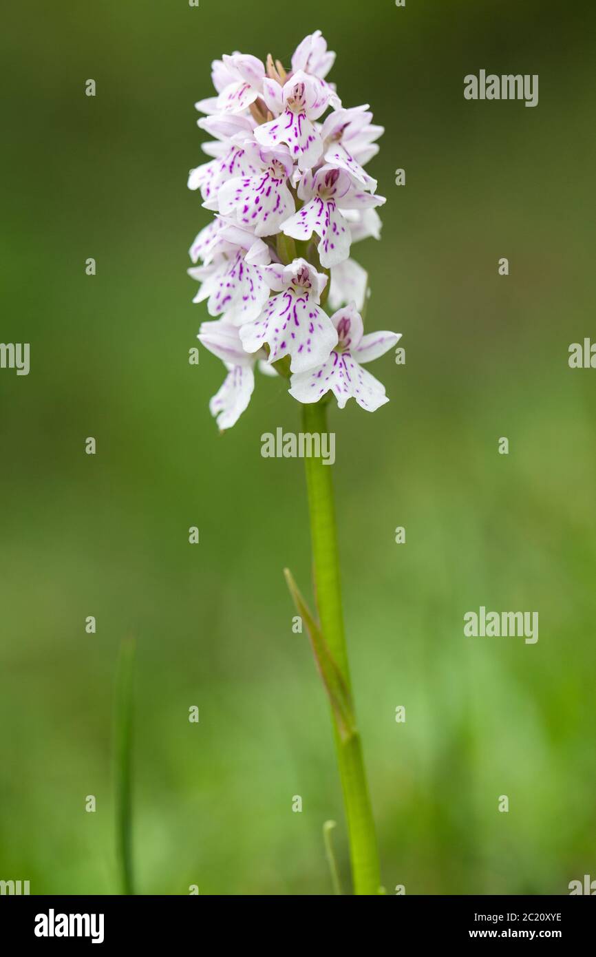 Single standing white Orchid flower with purple spots in the grass