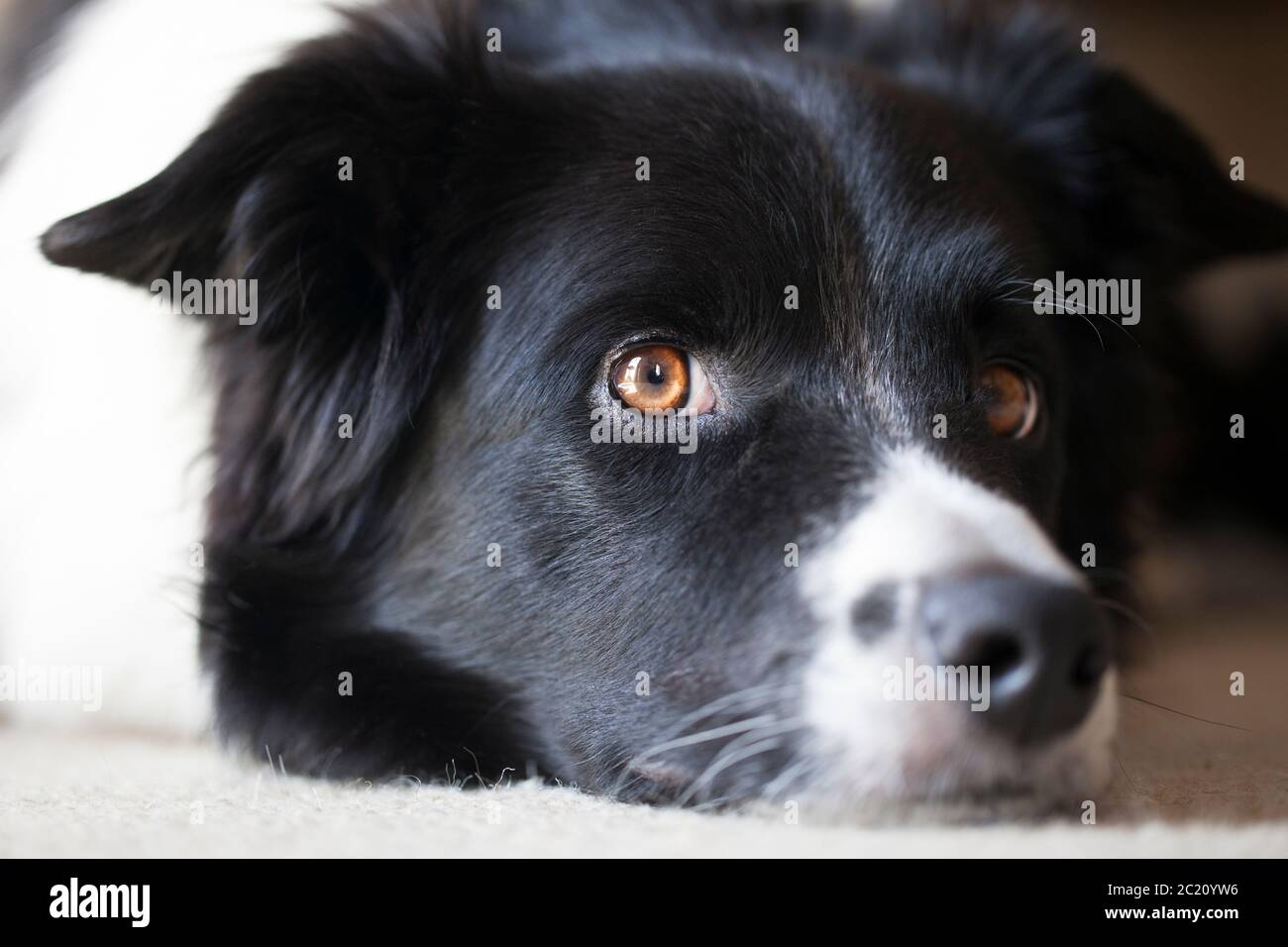 Border Collie close up laying down Stock Photo