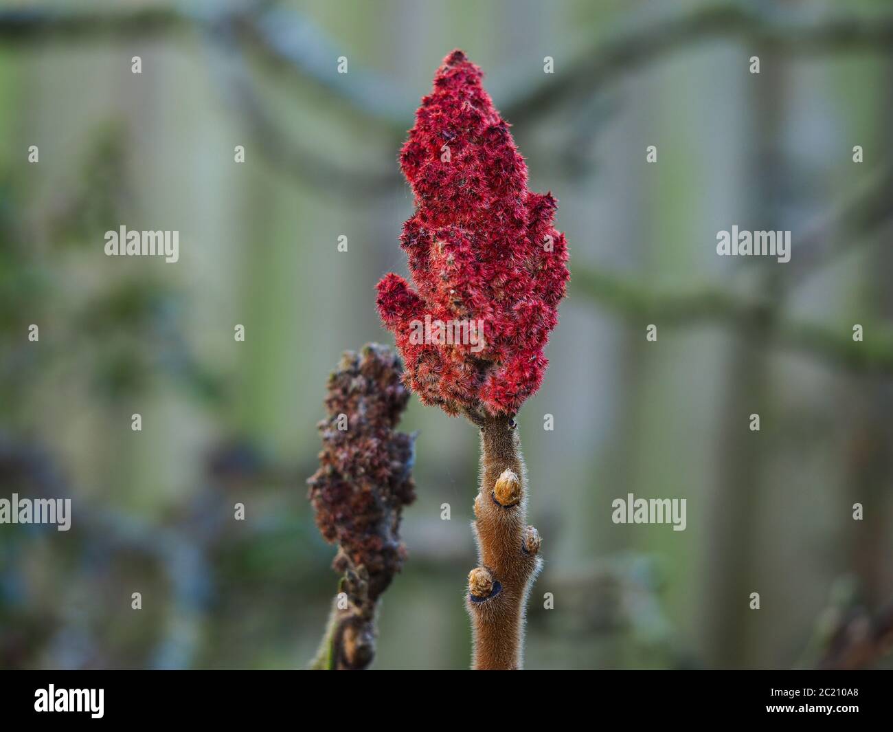 Closeup of a red flower spike of a Rhus typhina (staghorn sumac) tree in winter Stock Photo