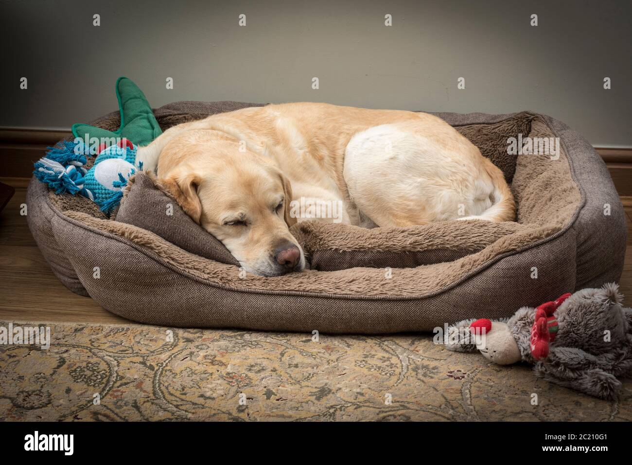 Golden labrador dog asleep. Stock Photo