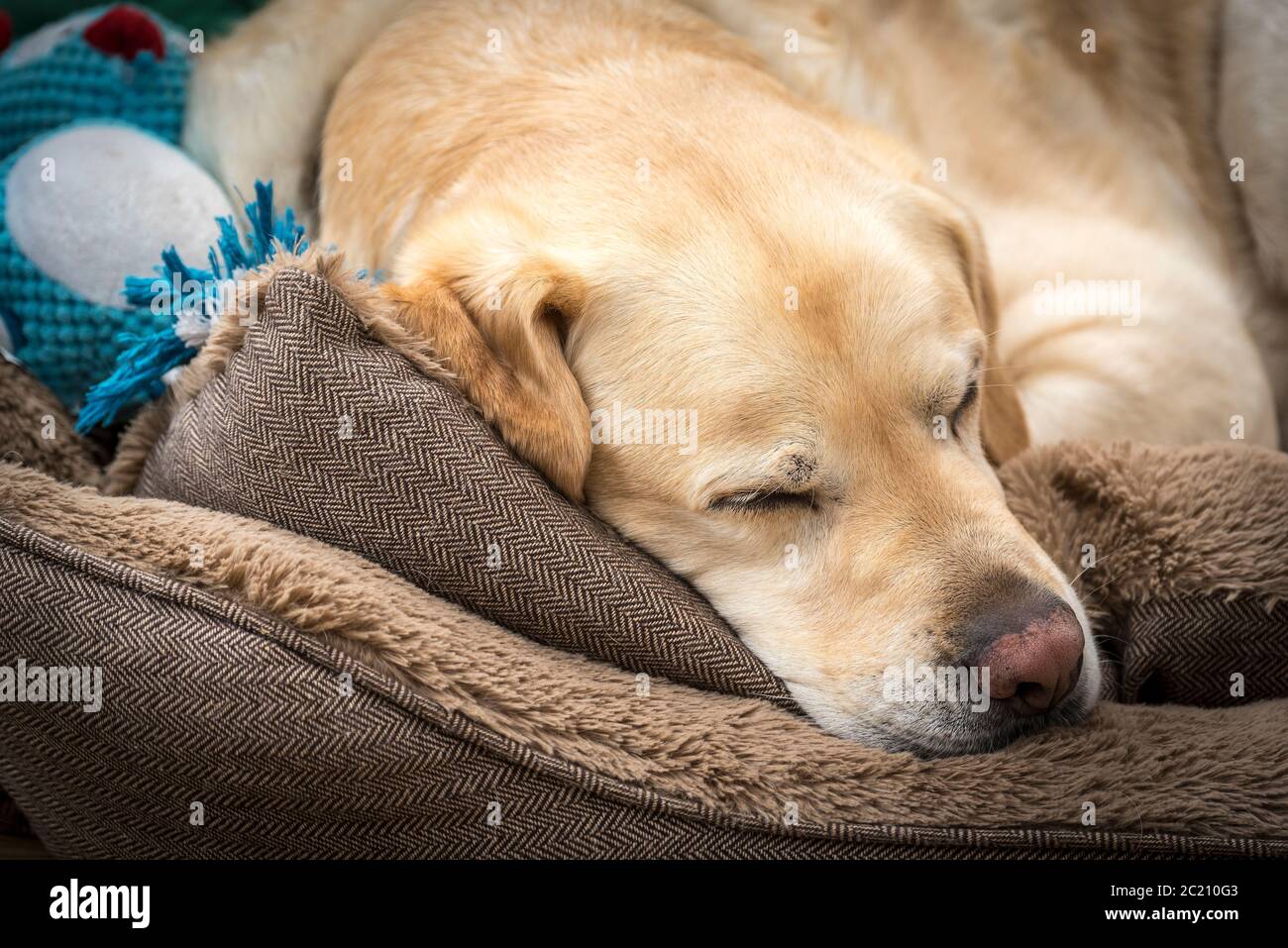 Golden labrador dog asleep. Stock Photo