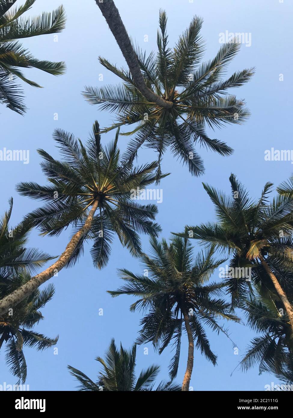 Asian Palm Trees Stock Photo Alamy