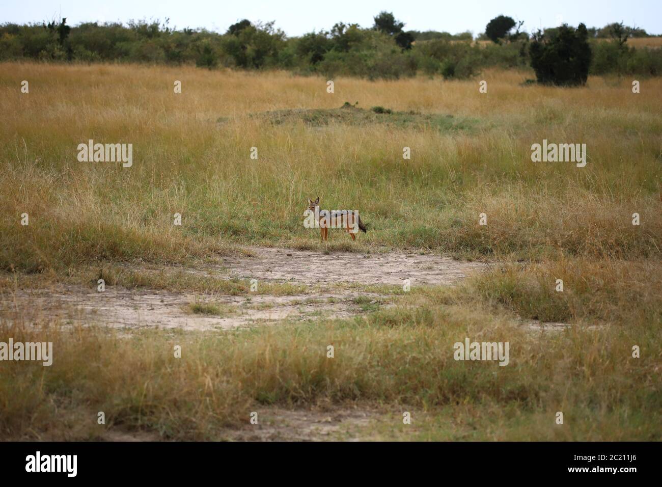 Black backed Jackal In The Masai Mara Stock Photo Alamy