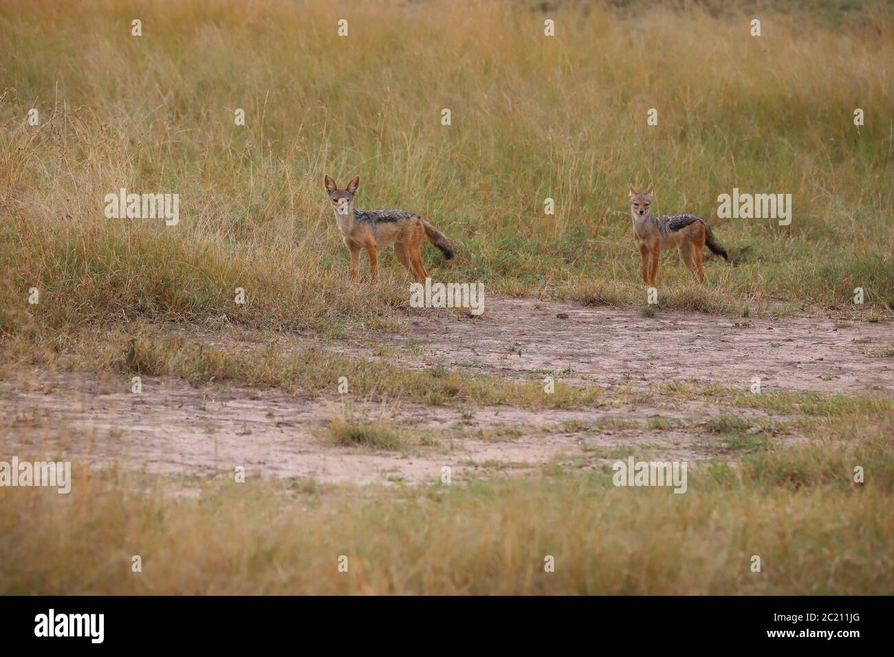 Two black-backed jackals in the kenyan savannah Stock Photo