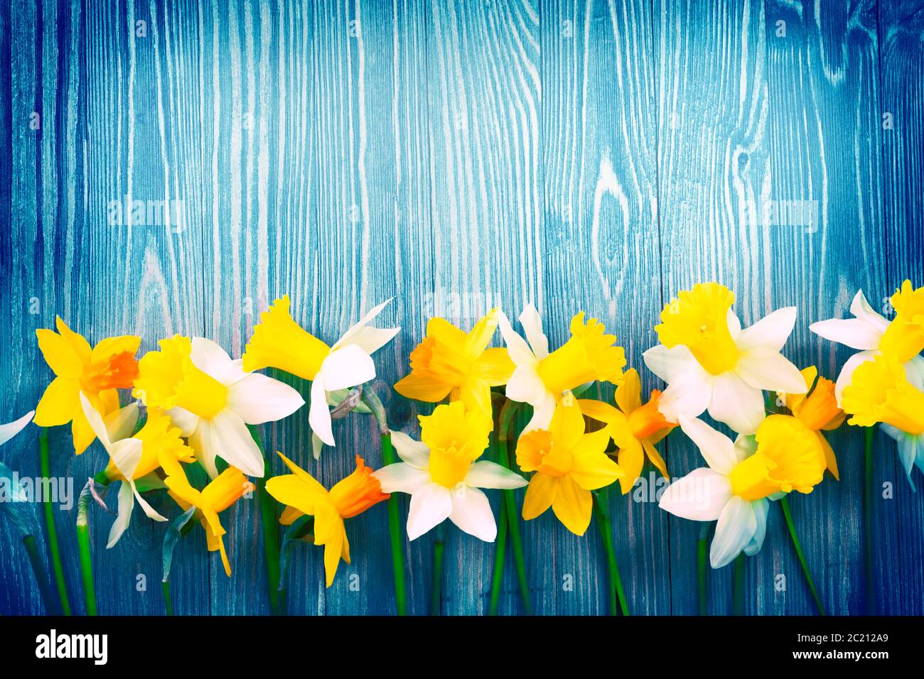 Daffodil flowers on blue wooden background Stock Photo