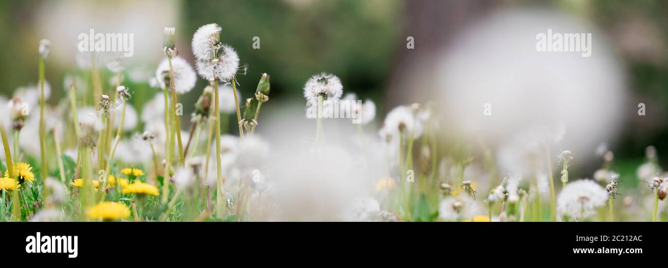 yellow dandelion on the meadow Stock Photo