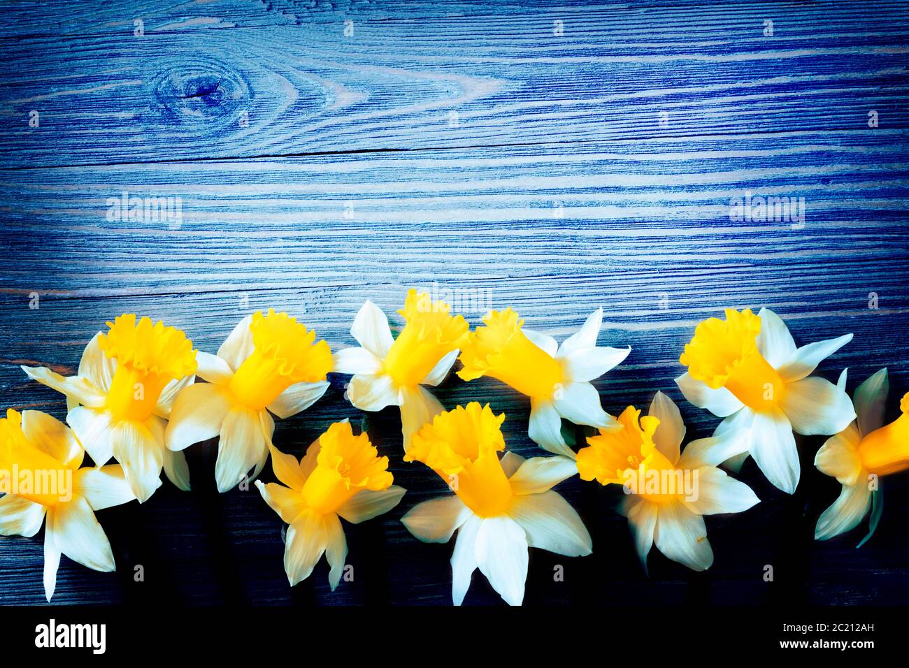 Daffodil flowers on blue wooden background Stock Photo