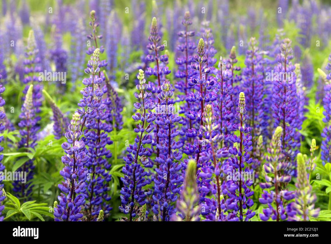 Lupinus field with blue flowers Stock Photo