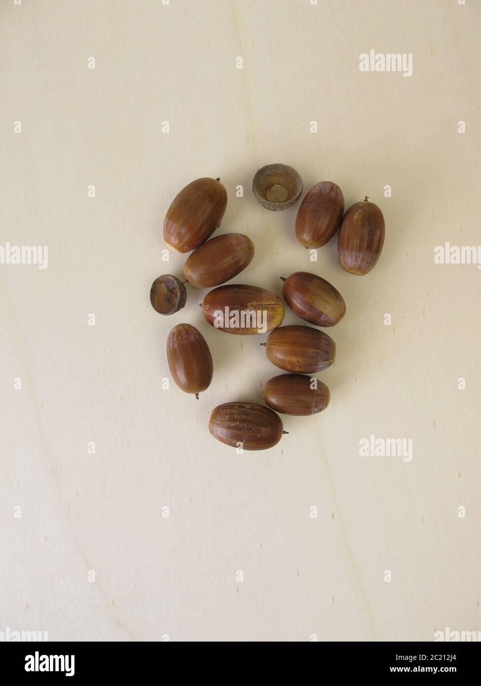 Brown acorns in autumn Stock Photo