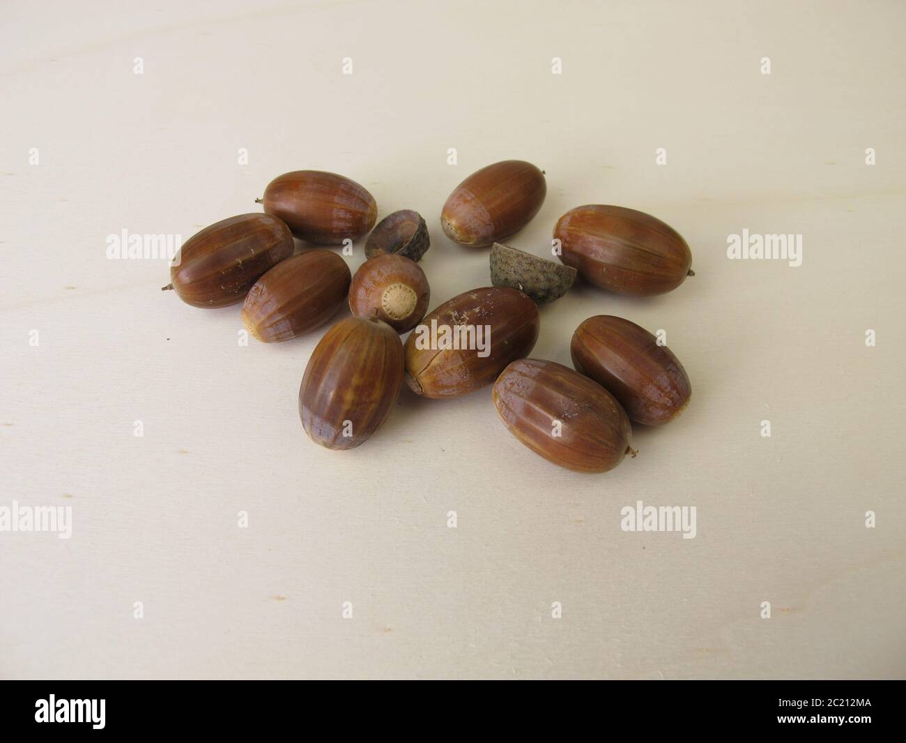 Brown acorns in autumn Stock Photo