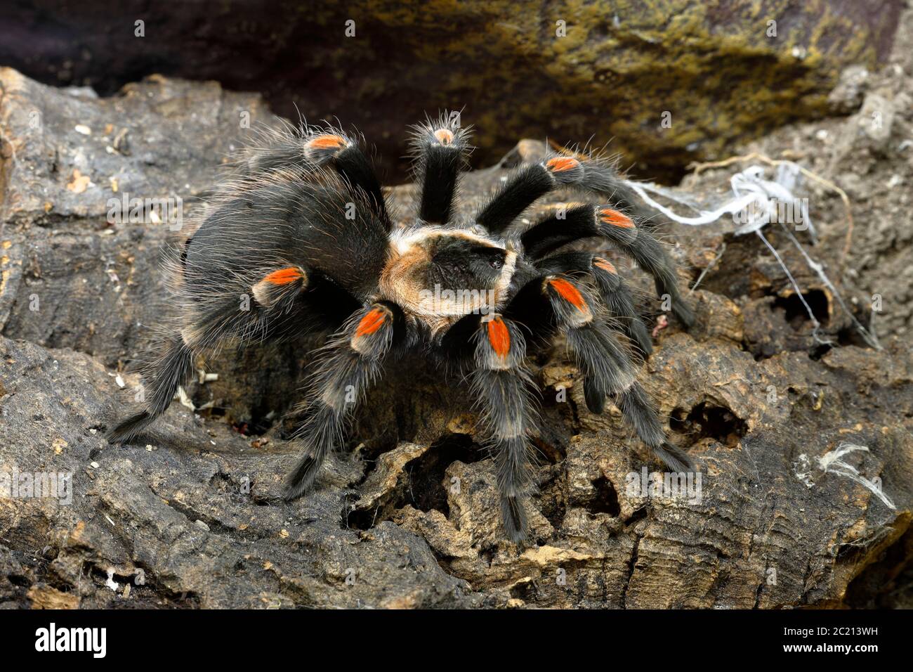 Red-knee tarantula Stock Photo