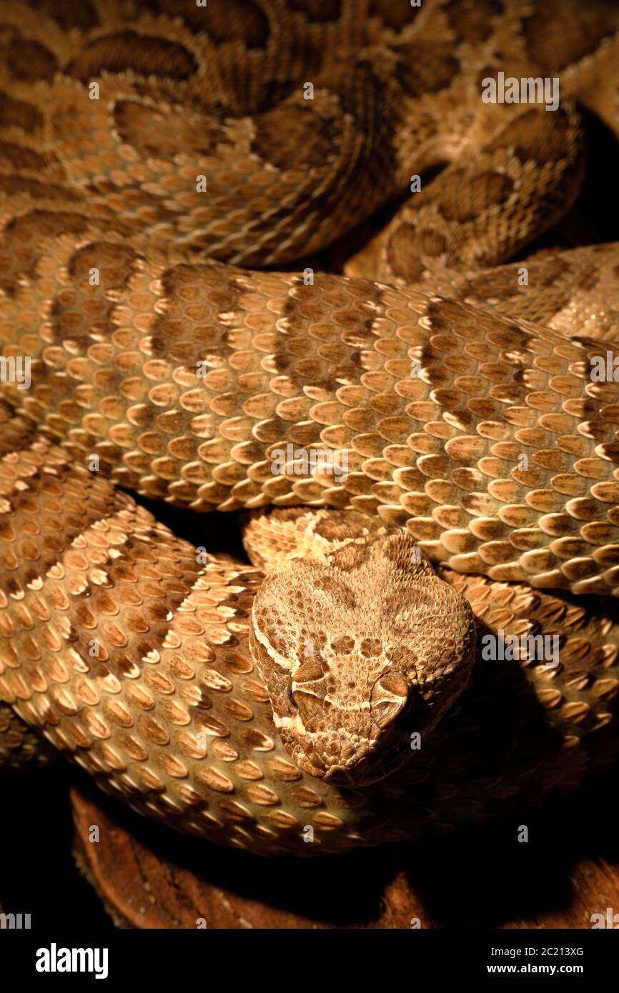 a dangerous poisonous rattlesnake Stock Photo - Alamy