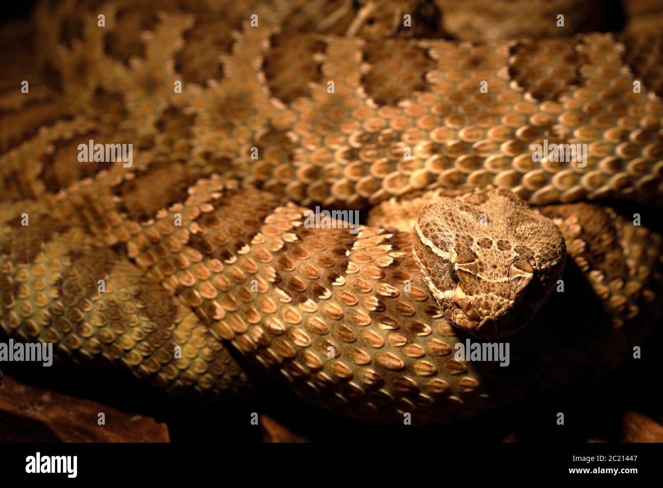 a dangerous poisonous rattlesnake Stock Photo Alamy