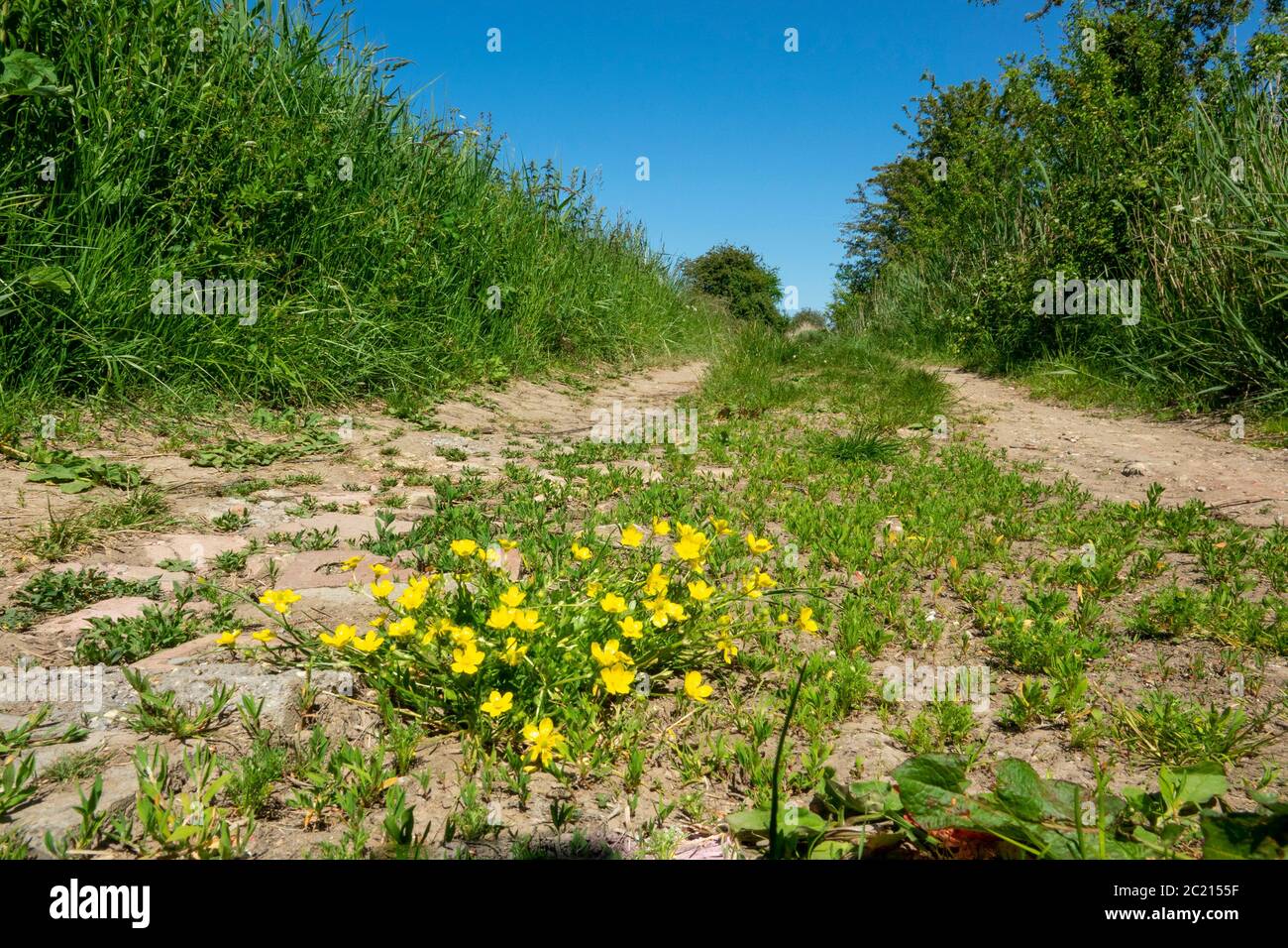 Wild flower weed in farm track road Ranunculus, buttercup Stock Photo
