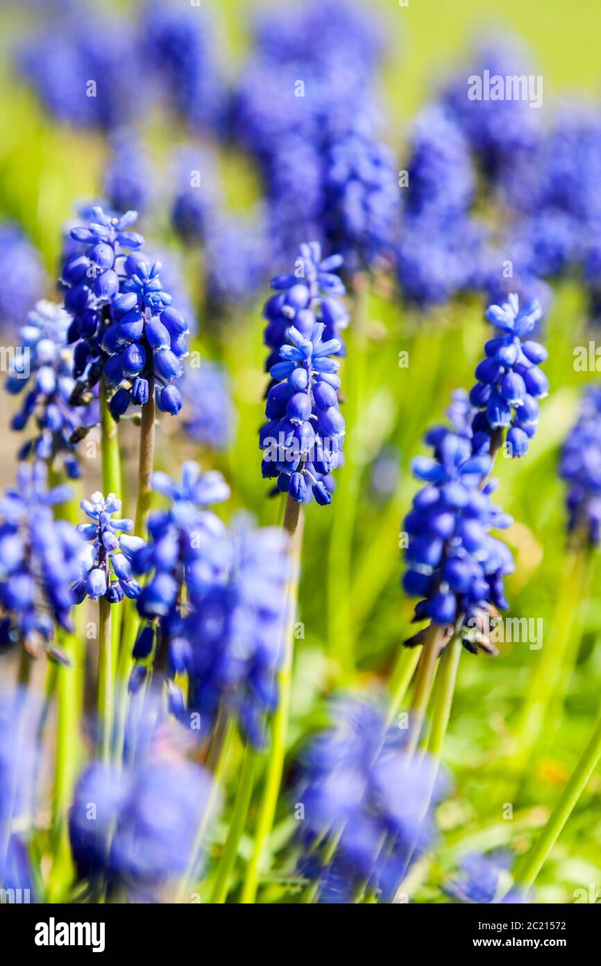 Bright blue grape-hyacinth flowers, in a green field on a sunny day, portrait view, with a shallow depth of field Stock Photo
