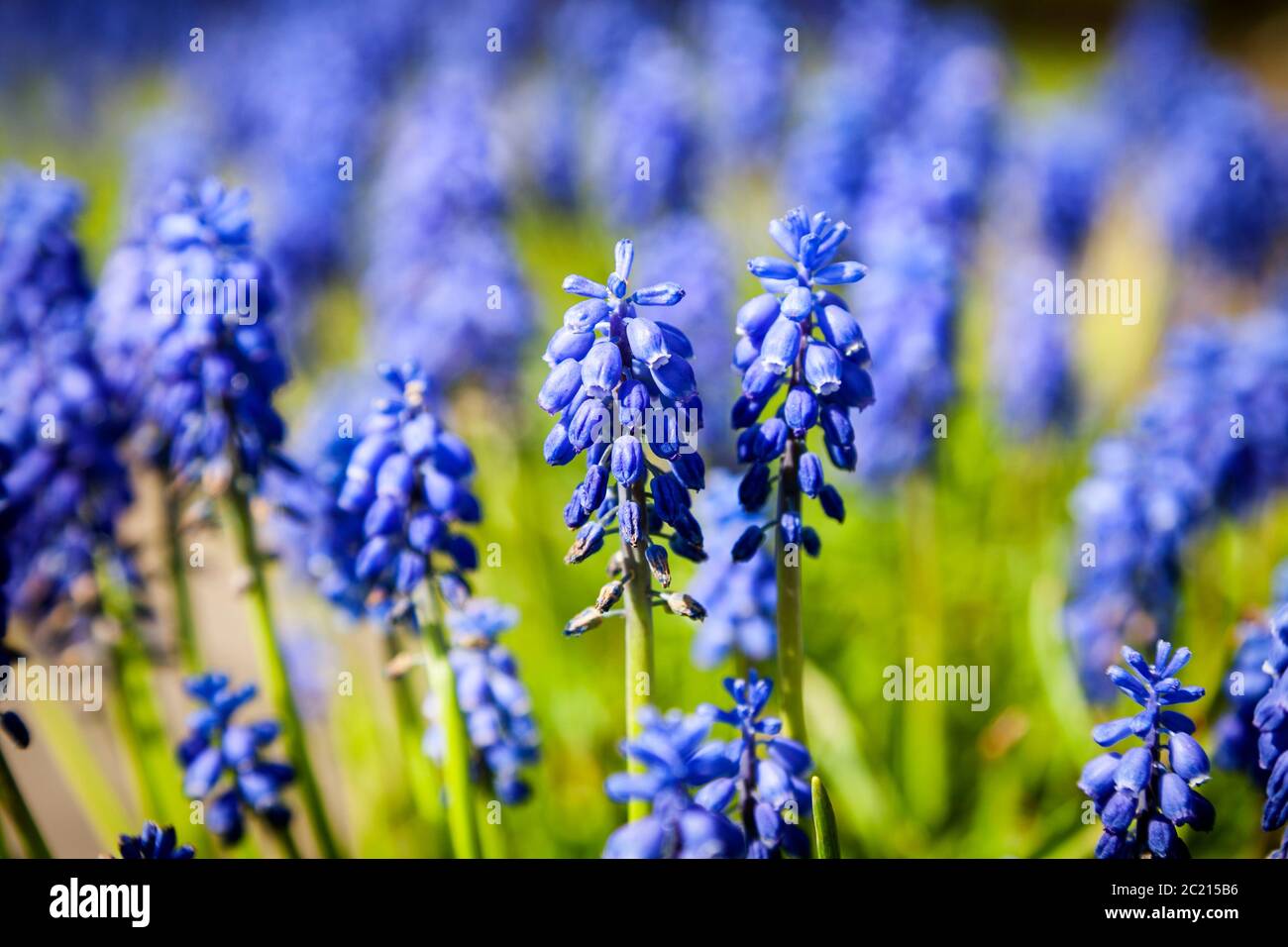 Bright blue grape-hyacinth flowers, in a green field on a sunny day, landscape view, with a shallow depth of field Stock Photo