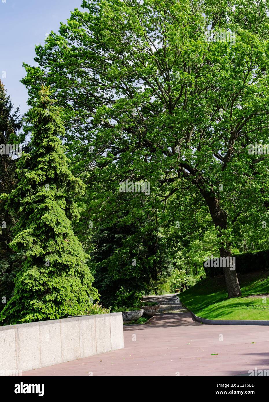 paving road in the park among green trees, beautiful spring landscape Stock Photo