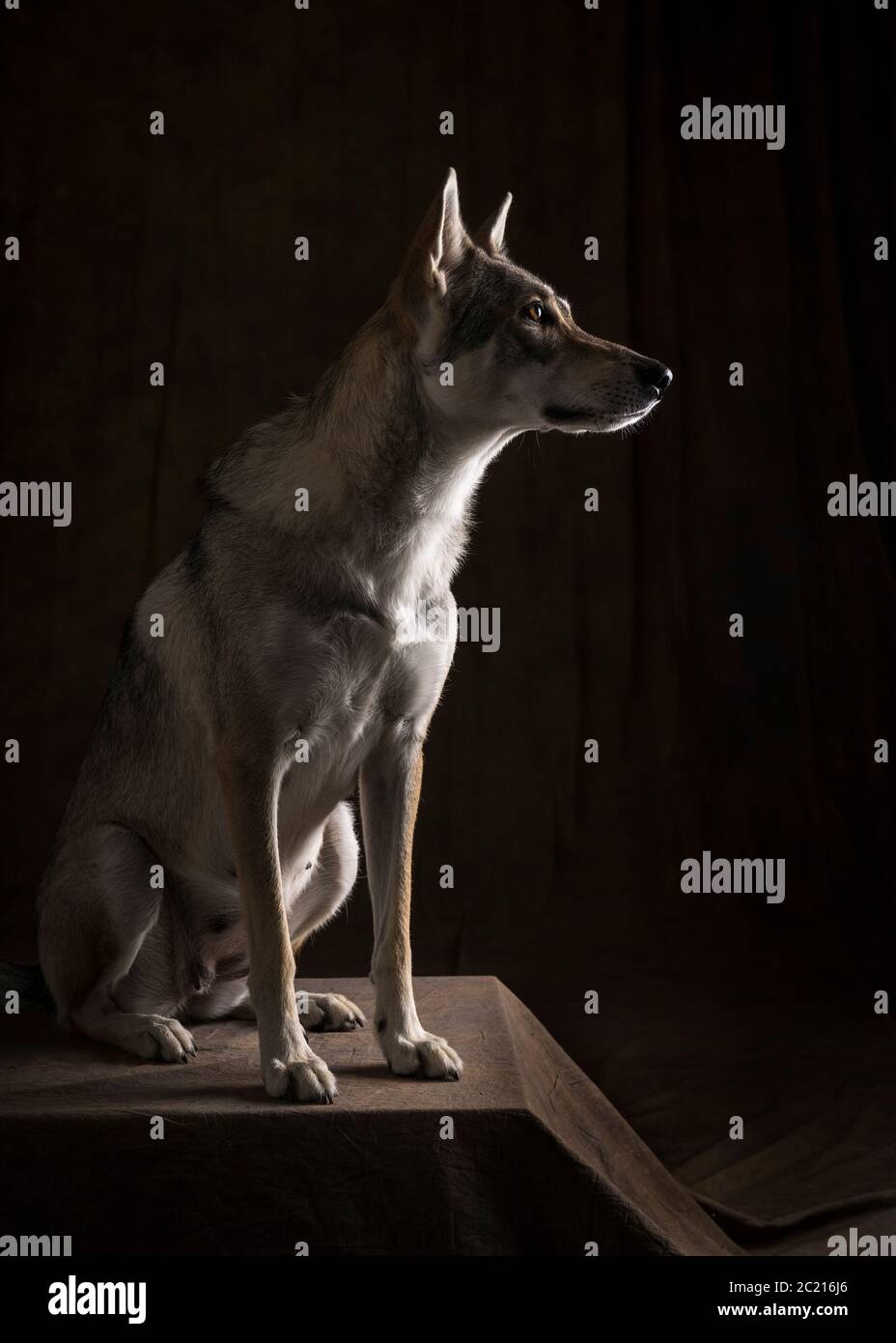 Full body portrait of a female tamaskan hybrid dog sitting side ways looking away on black background Stock Photo