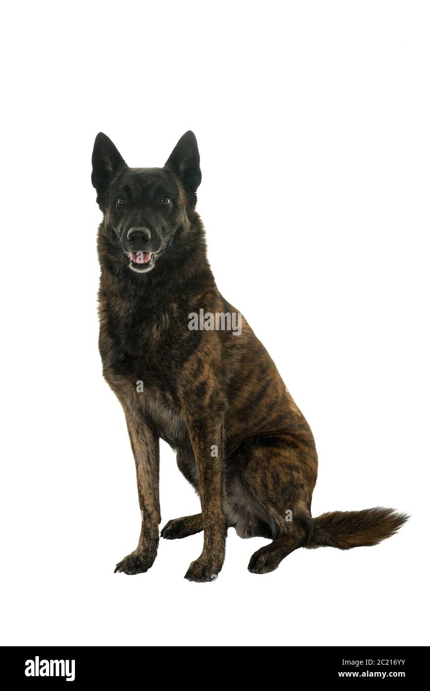 Portrait of a Dutch Shepherd dog, brindle coloring, isolated on white