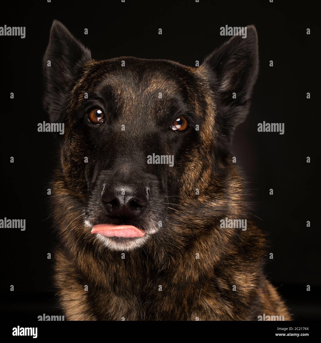 Portrait of a Dutch Shepherd dog, brindle coloring, on black background