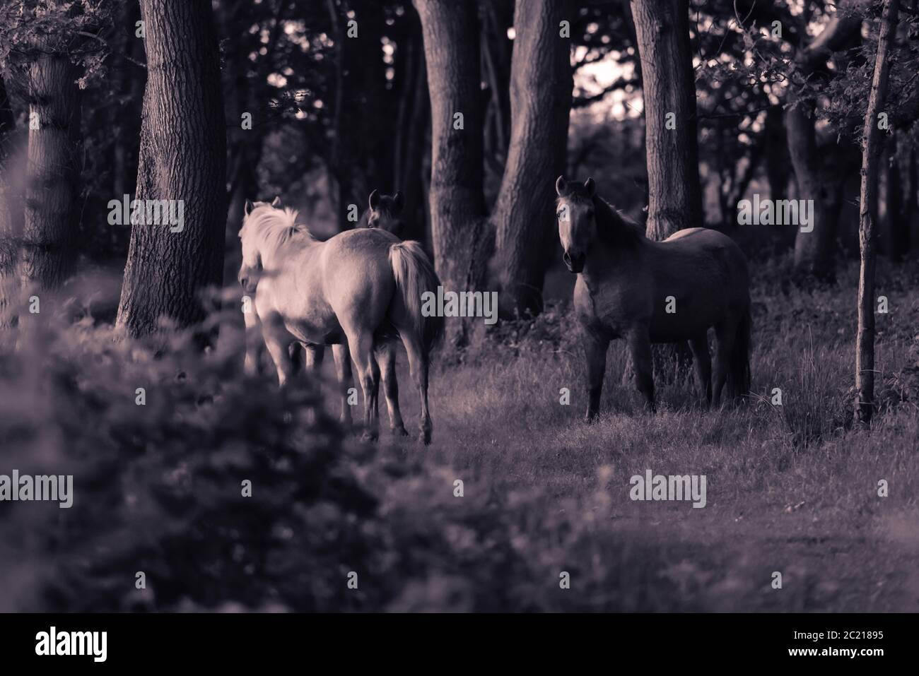 Ponies in woodland mono shot i. Hickling NWT, May 2020 Stock Photo