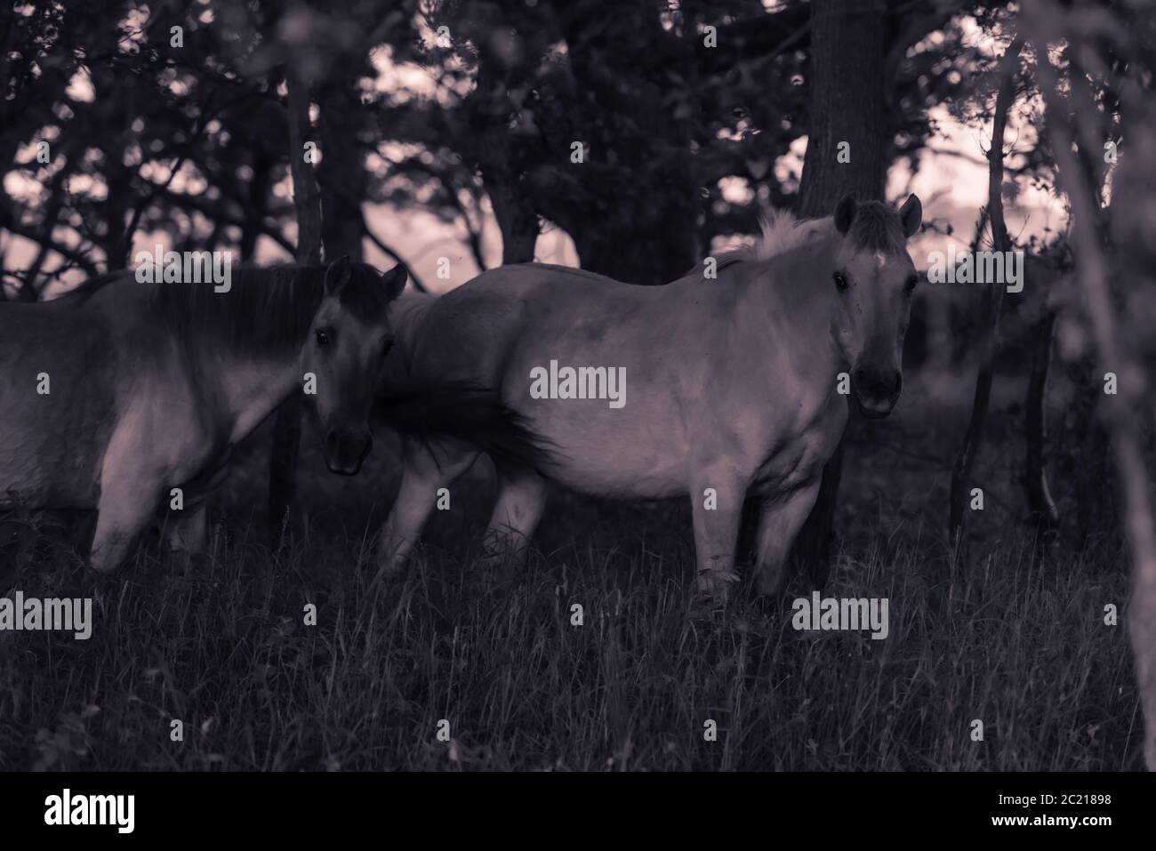 Ponies in woodland mono shot iii. Hickling NWT, May 2020 Stock Photo