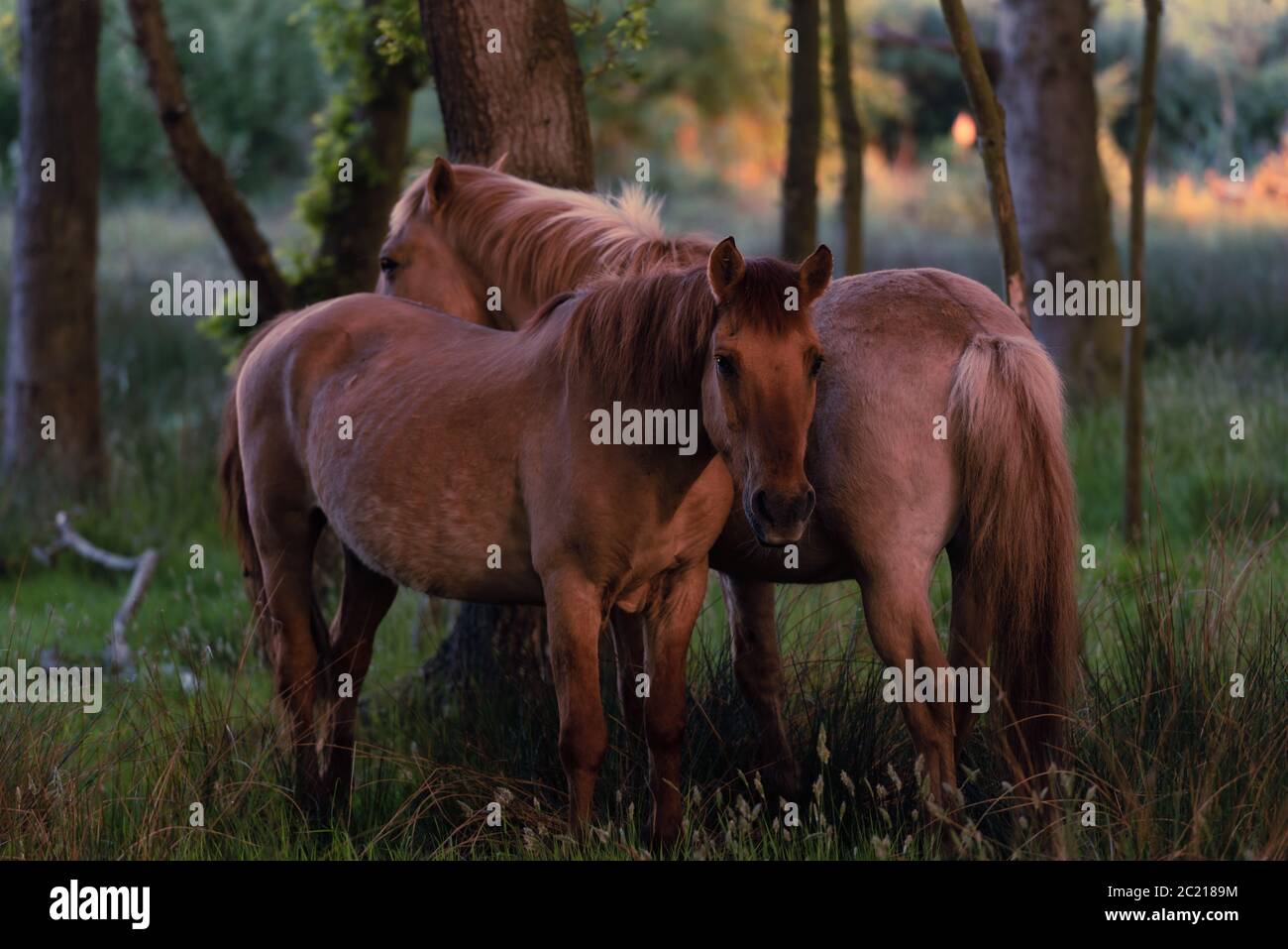 Two ponies in mutual grooming position in woodland i. Hickling NWT, May 2020 Stock Photo